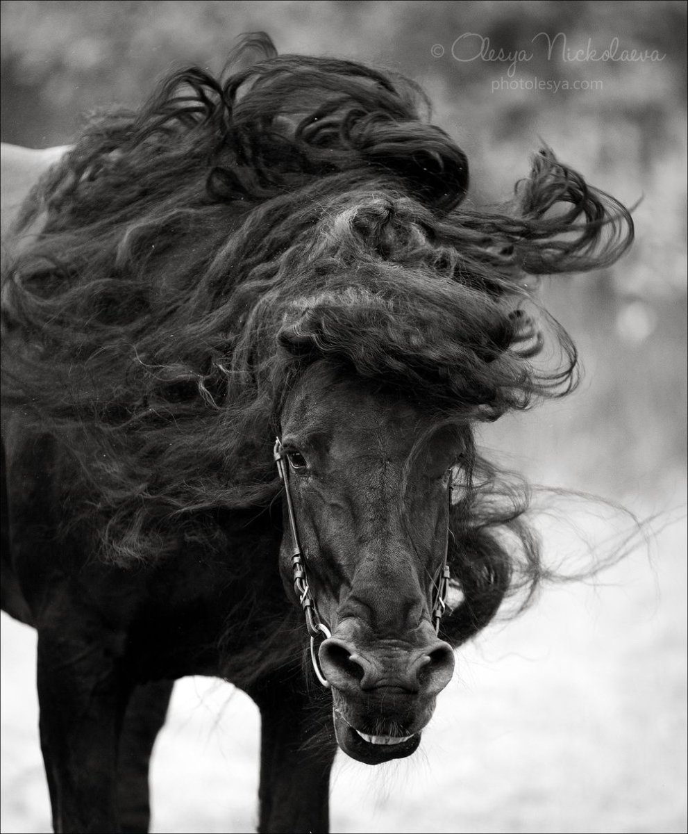 Фризская лошадь портрет