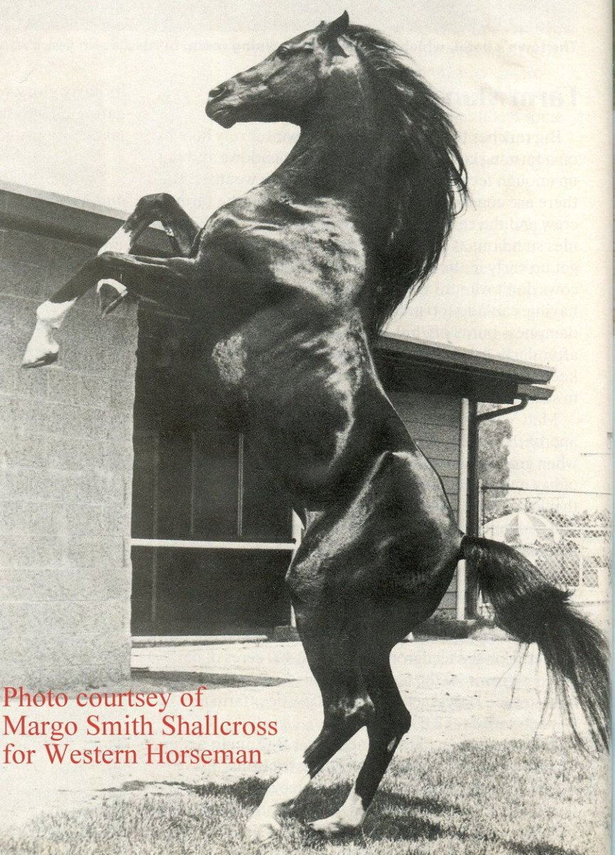 Порода Буцефала коня Александра