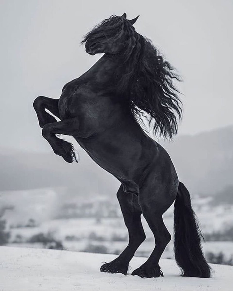 Фризская Вороная