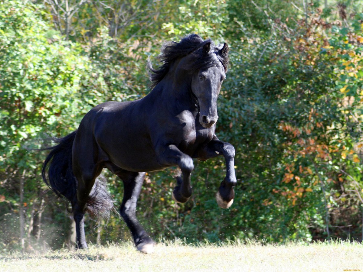 Вороная Фризская лошадь