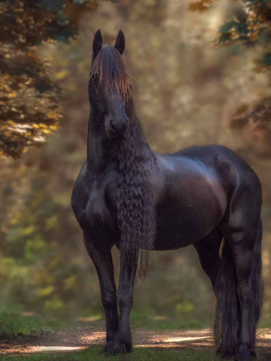 Фризский жеребец Фридрих Великий