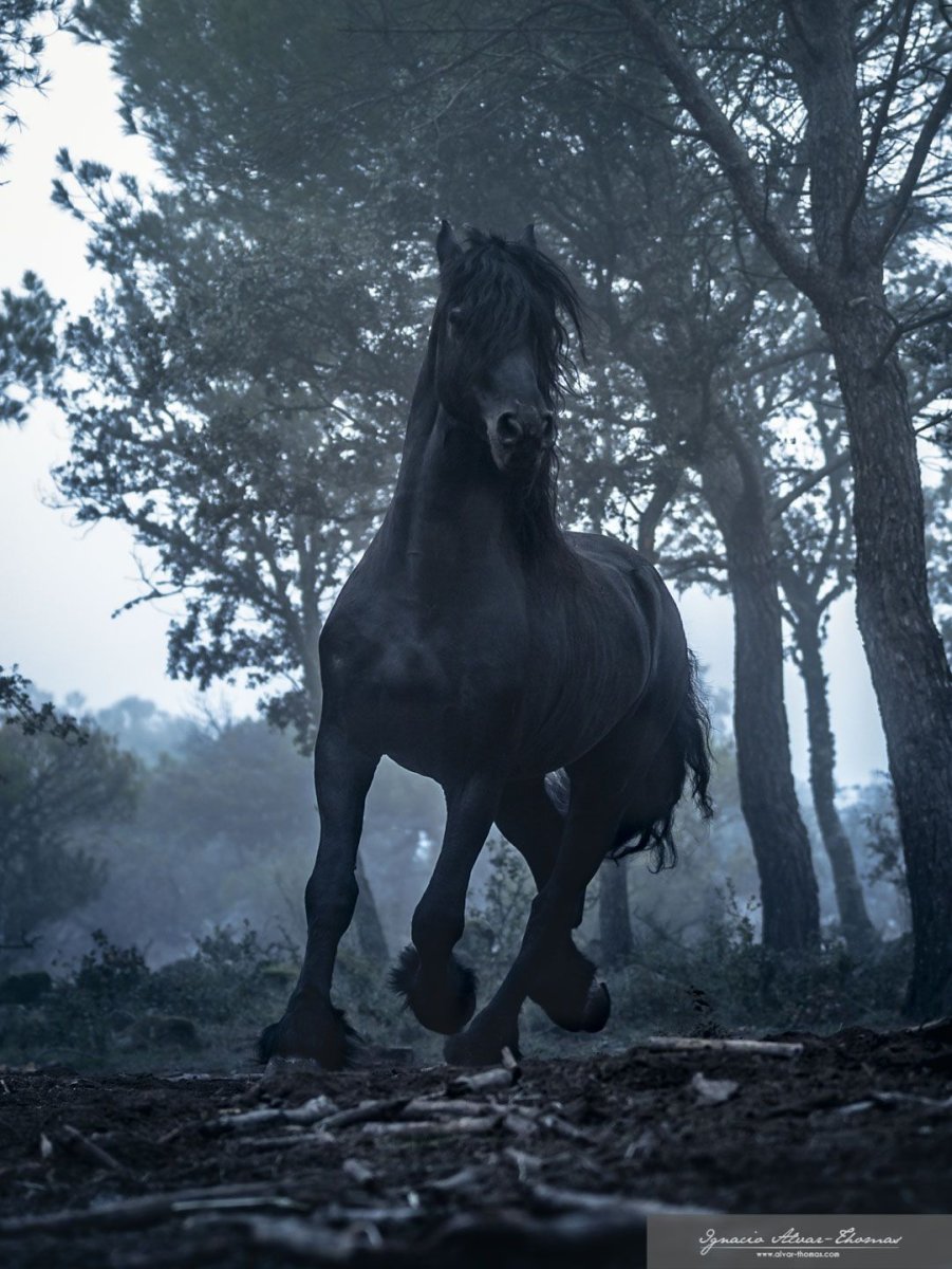 Буцефал конь Ведьмак