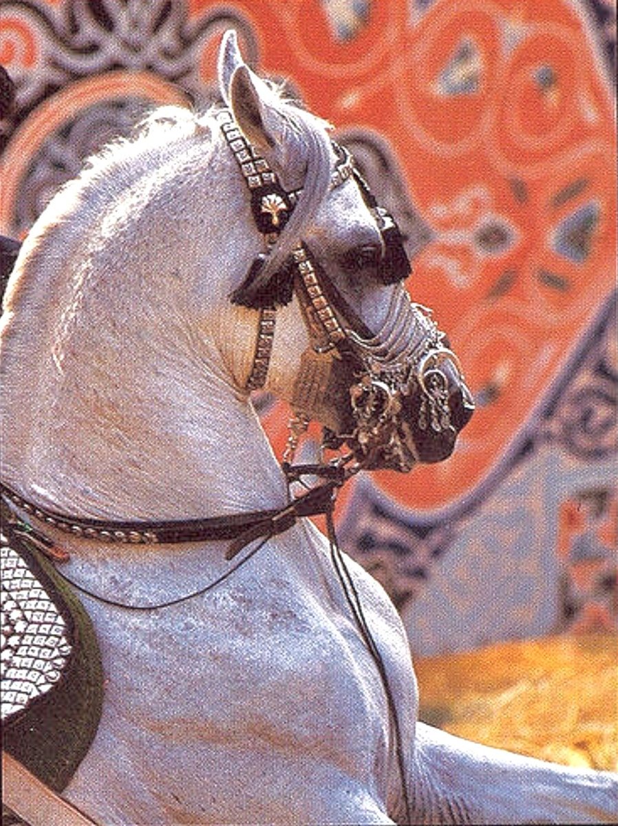 Арабский скакун под седлом