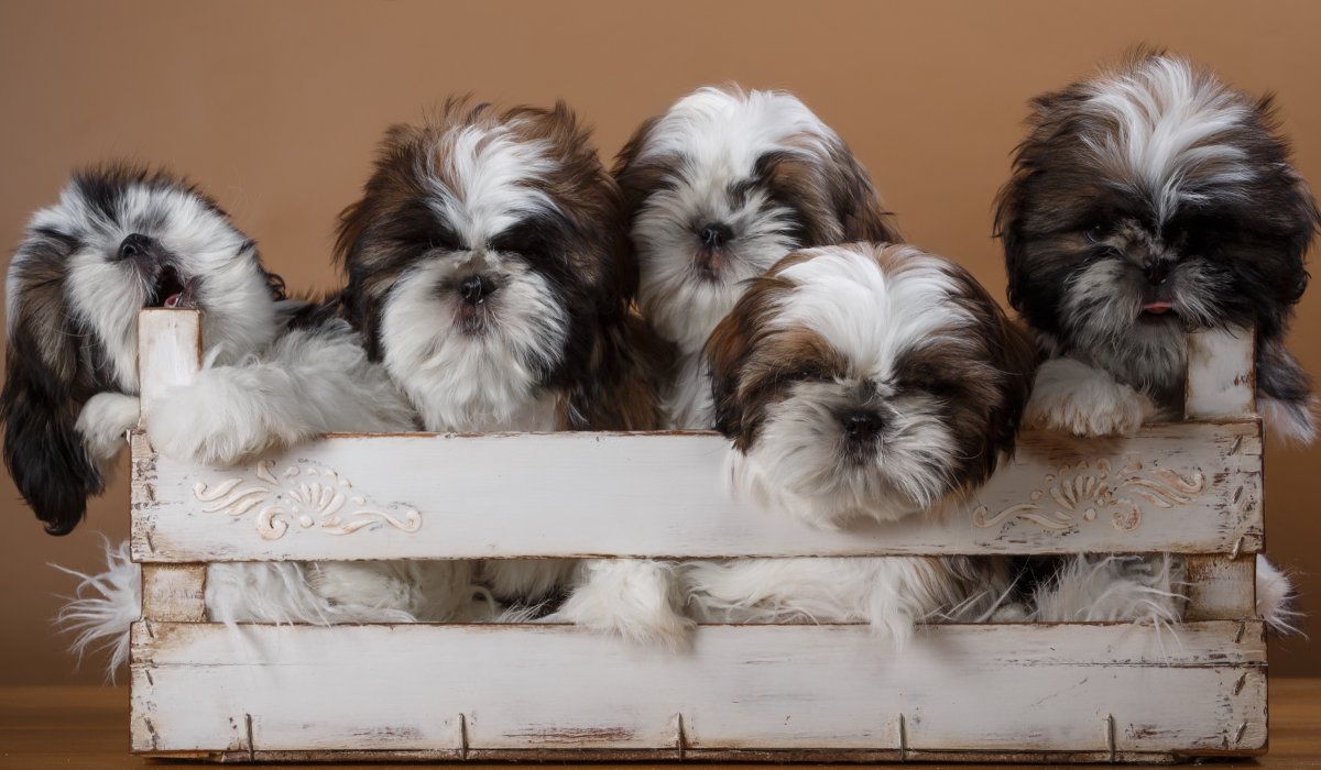 Ши-тцу (Shih Tzu