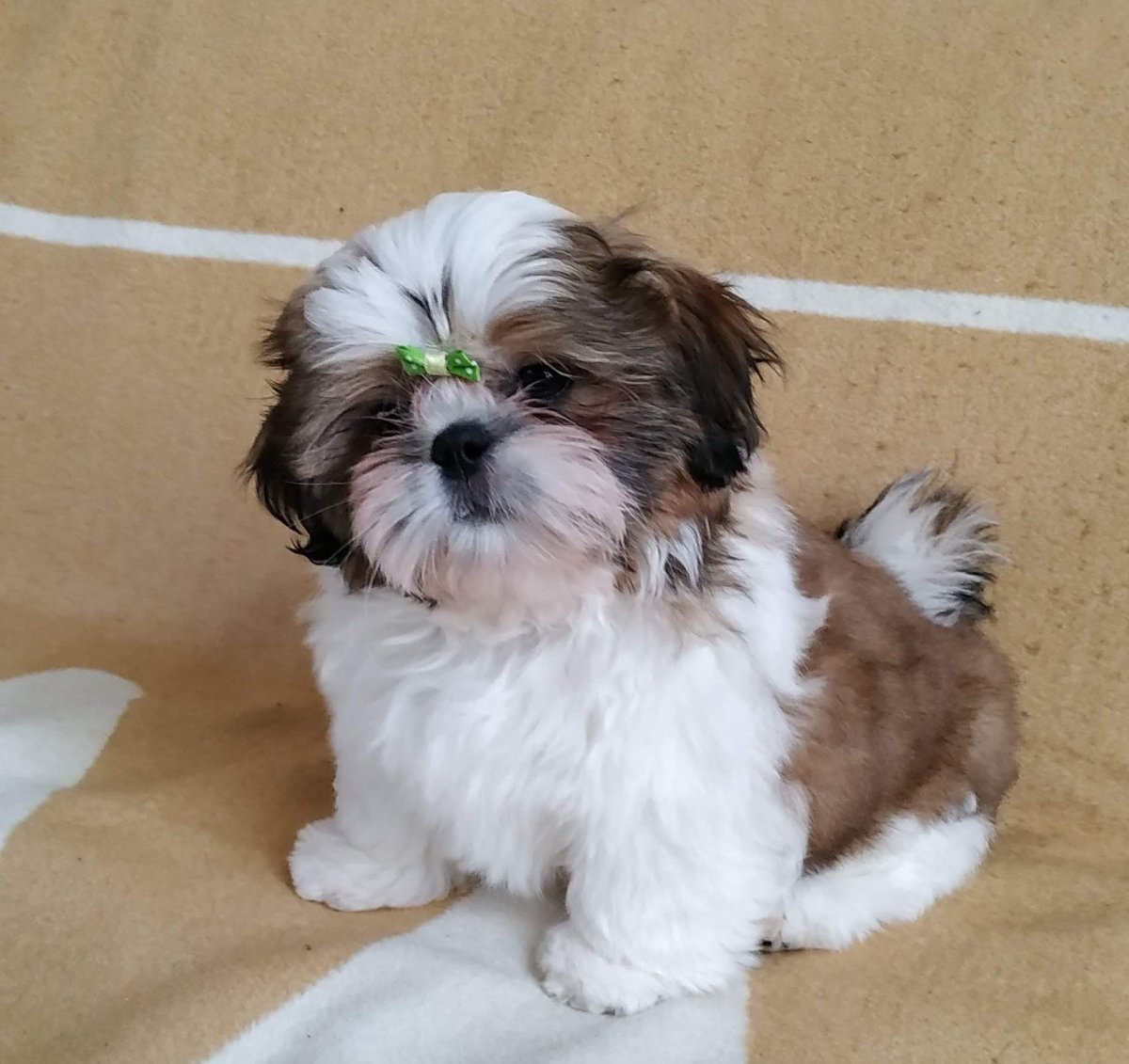 Shih Tzu Puppy