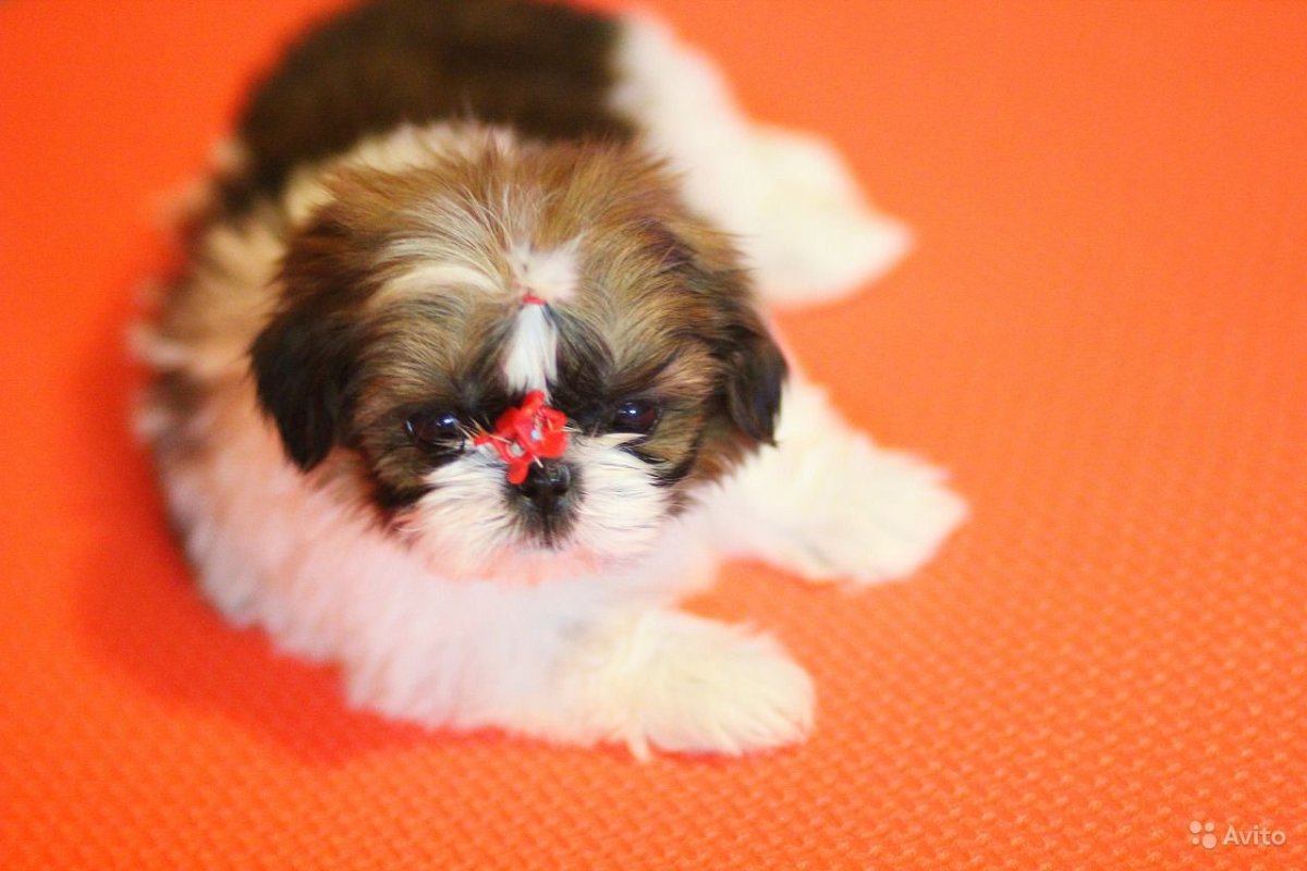 Ши тцу мини