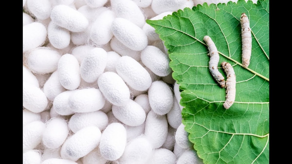 Тутовый шелкопряд гусеница