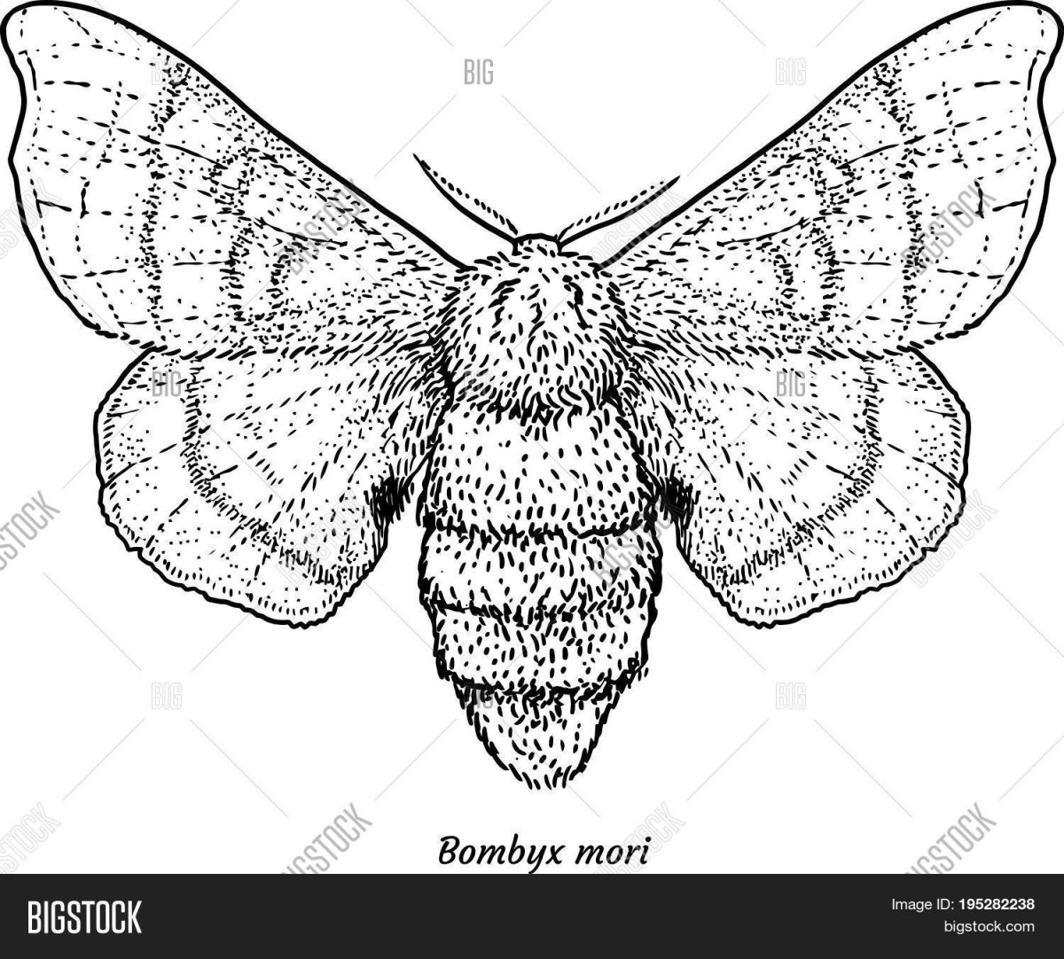 Тутовый шелкопряд червячок