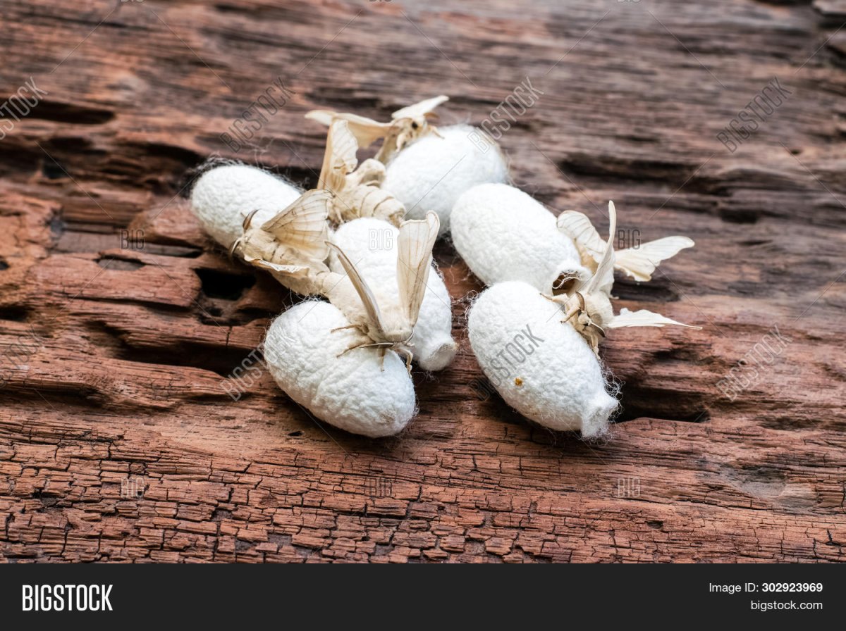 Черви шелкопряды