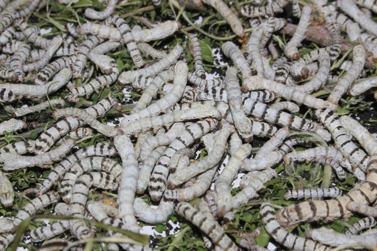 Венесуэльский пуделевый мотылек тутовый шелкопряд