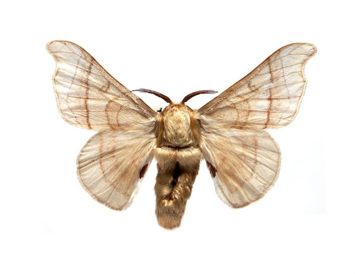 Венесуэльский пуделевый мотылек тутовый шелкопряд