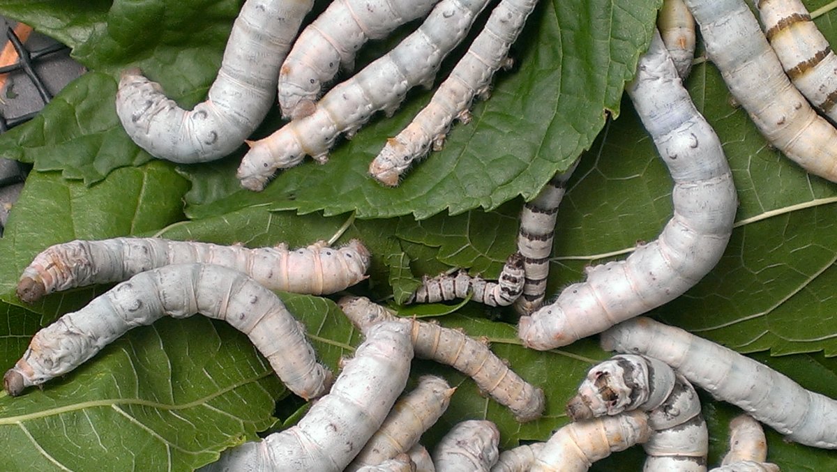 Венесуэльский пуделевый мотылек тутовый шелкопряд