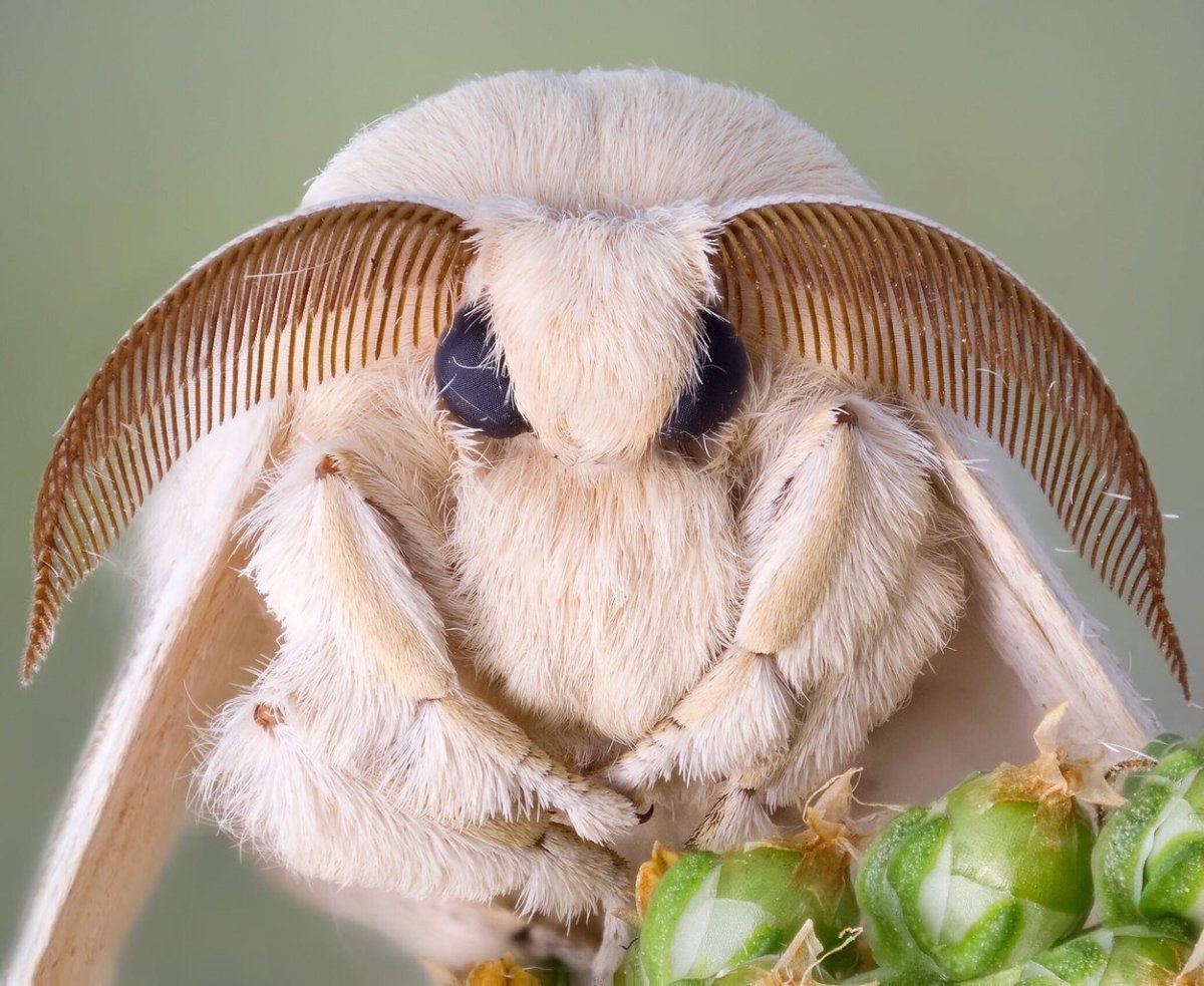 Венесуэльский пуделевый мотылек