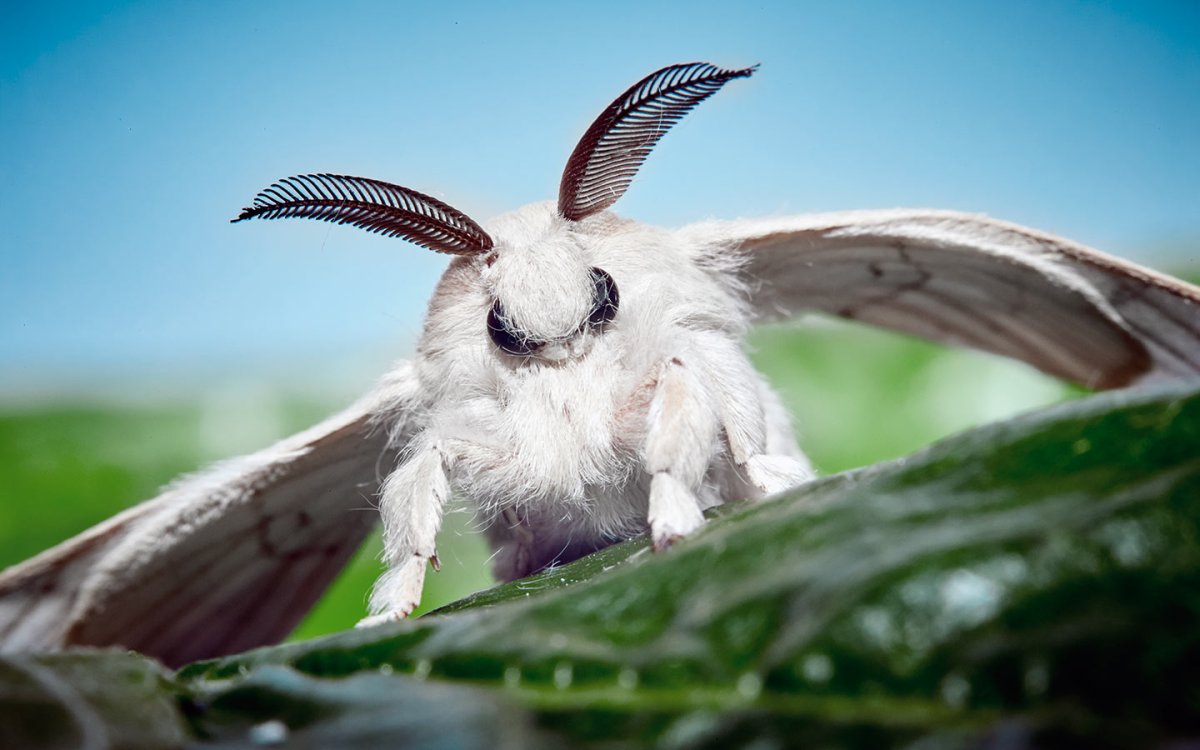 Винусуэльский пуделëвый матылëк