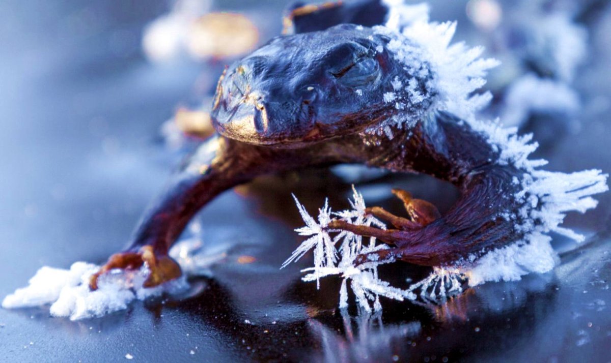 Сибирский углозуб замерзшие