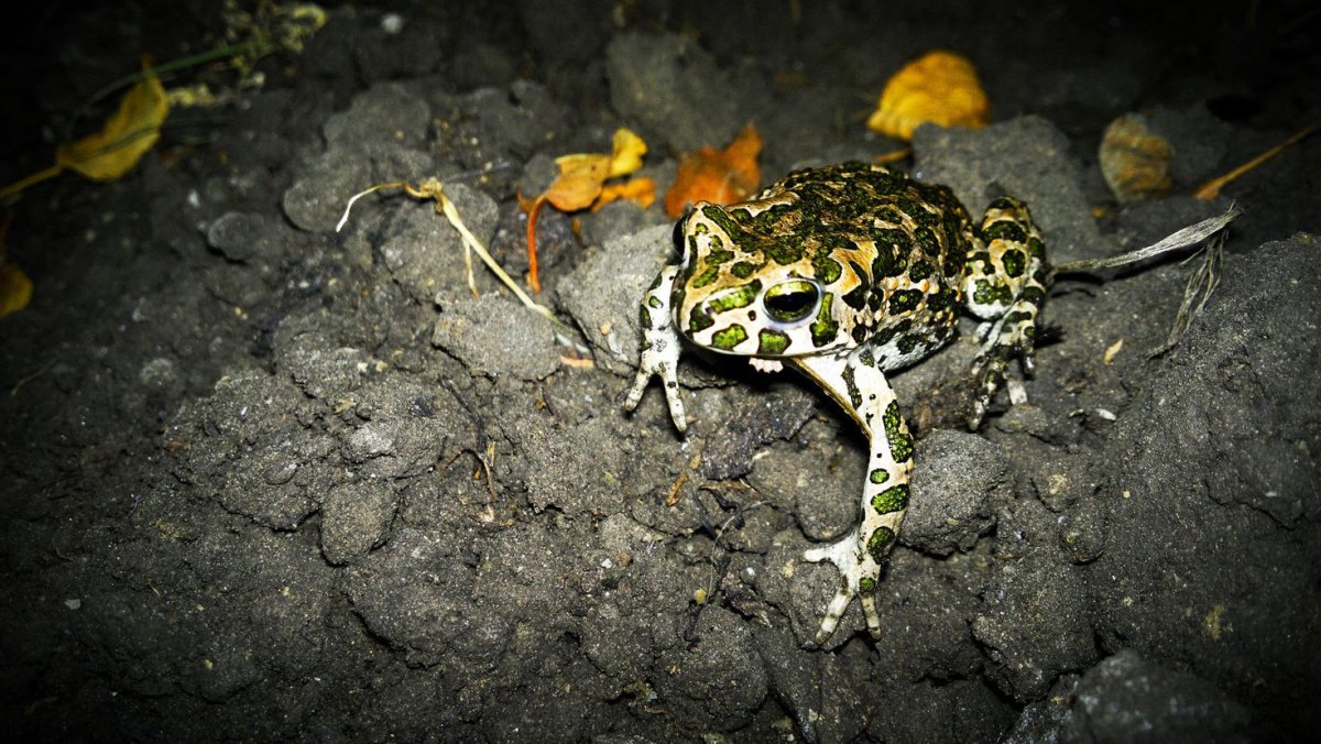 Лесная лягушка