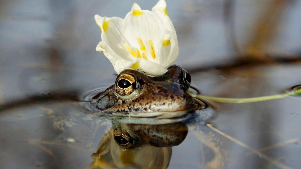 Жаба в луже