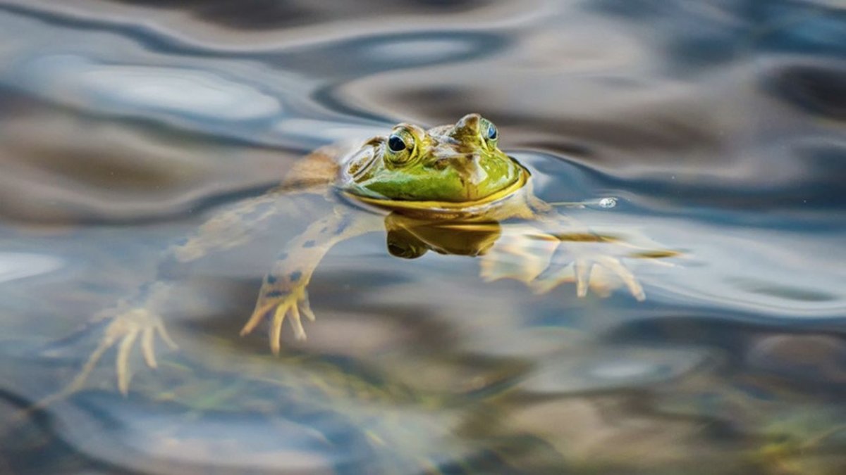 Монотипия лягушка