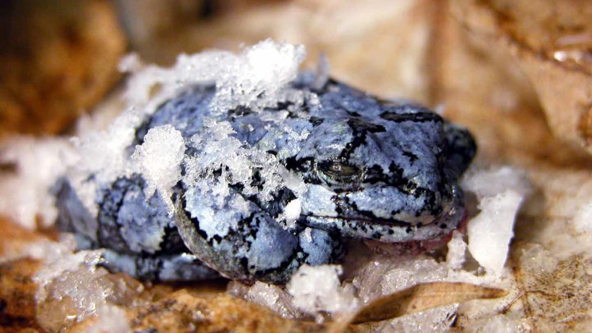 Лягушка Rana sylvatica замерзшая