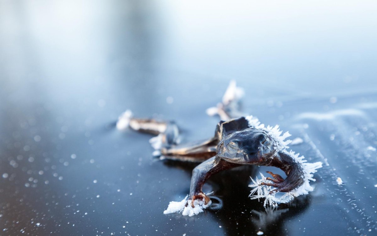 Лягушка Rana sylvatica замерзшая