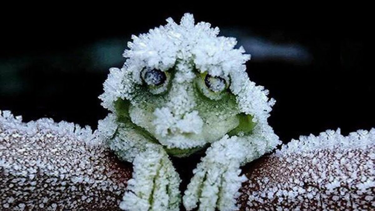 Замерзшая лягушка