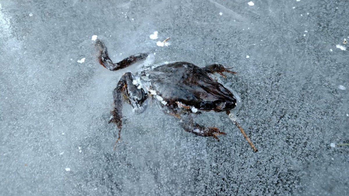 Замерзшая лягушка