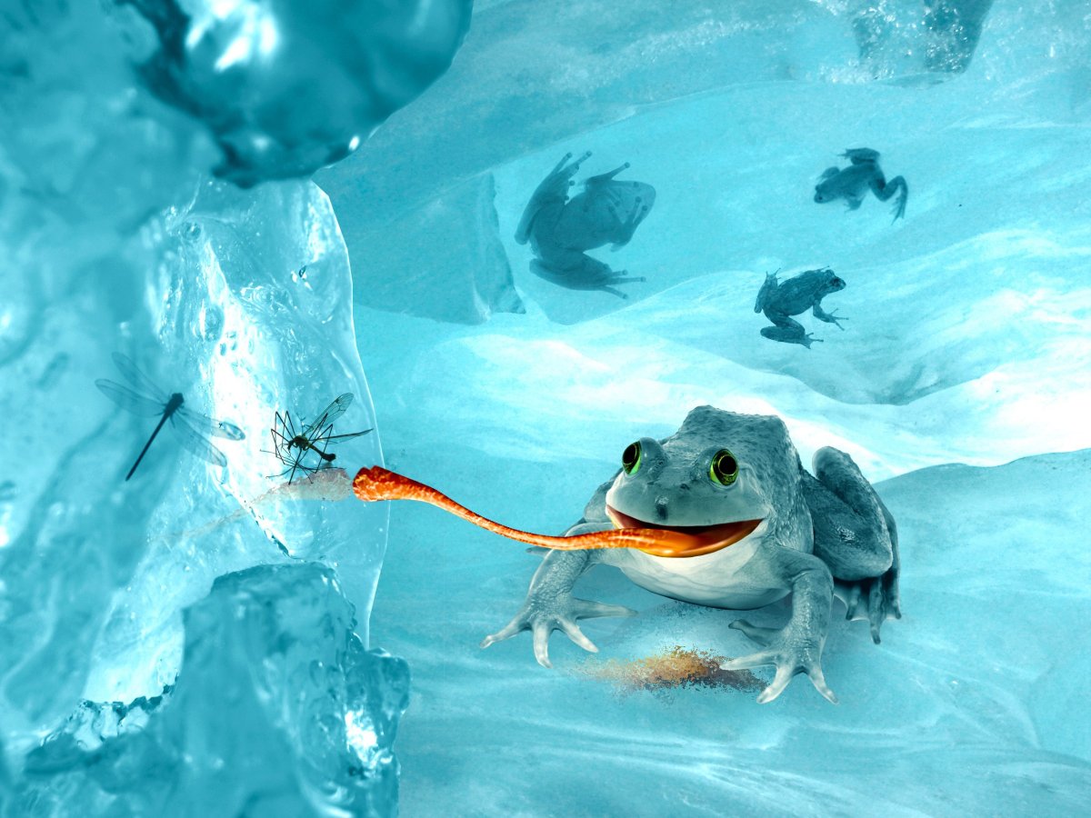 Лягушка во льду
