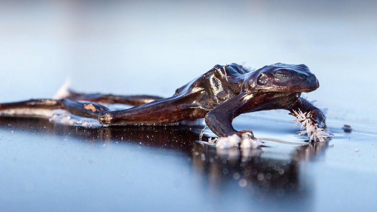 Анабиоз земноводных