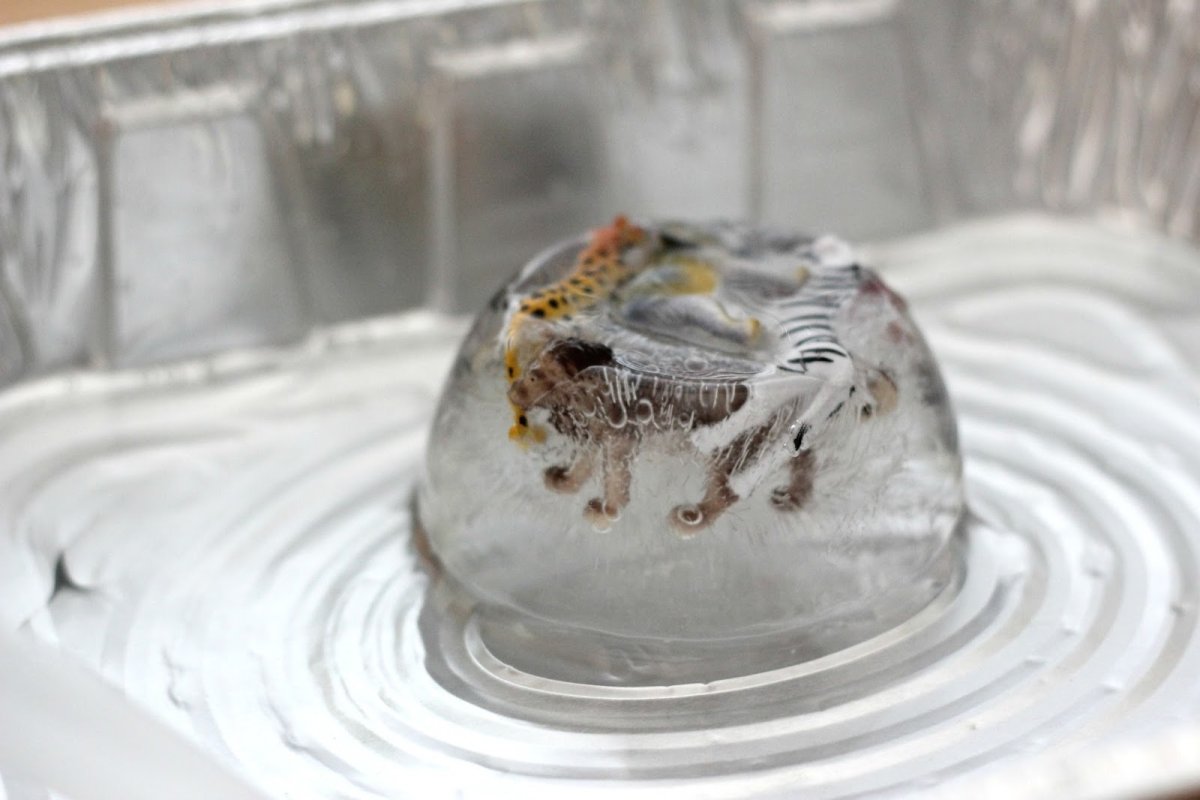 Застывшие насекомые во льду