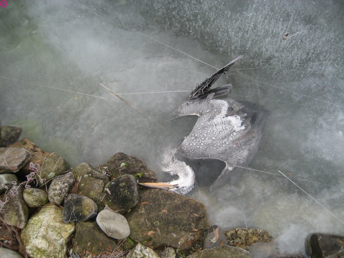 Мамонт во льду