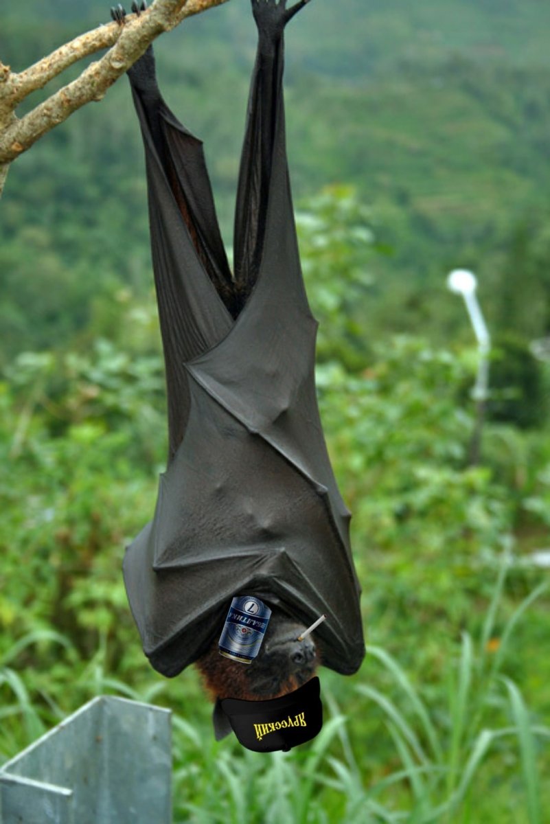 Калонг летучая лисица