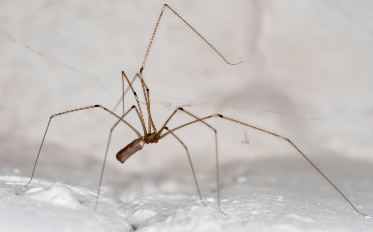 Дэдди Лонг Легс паук