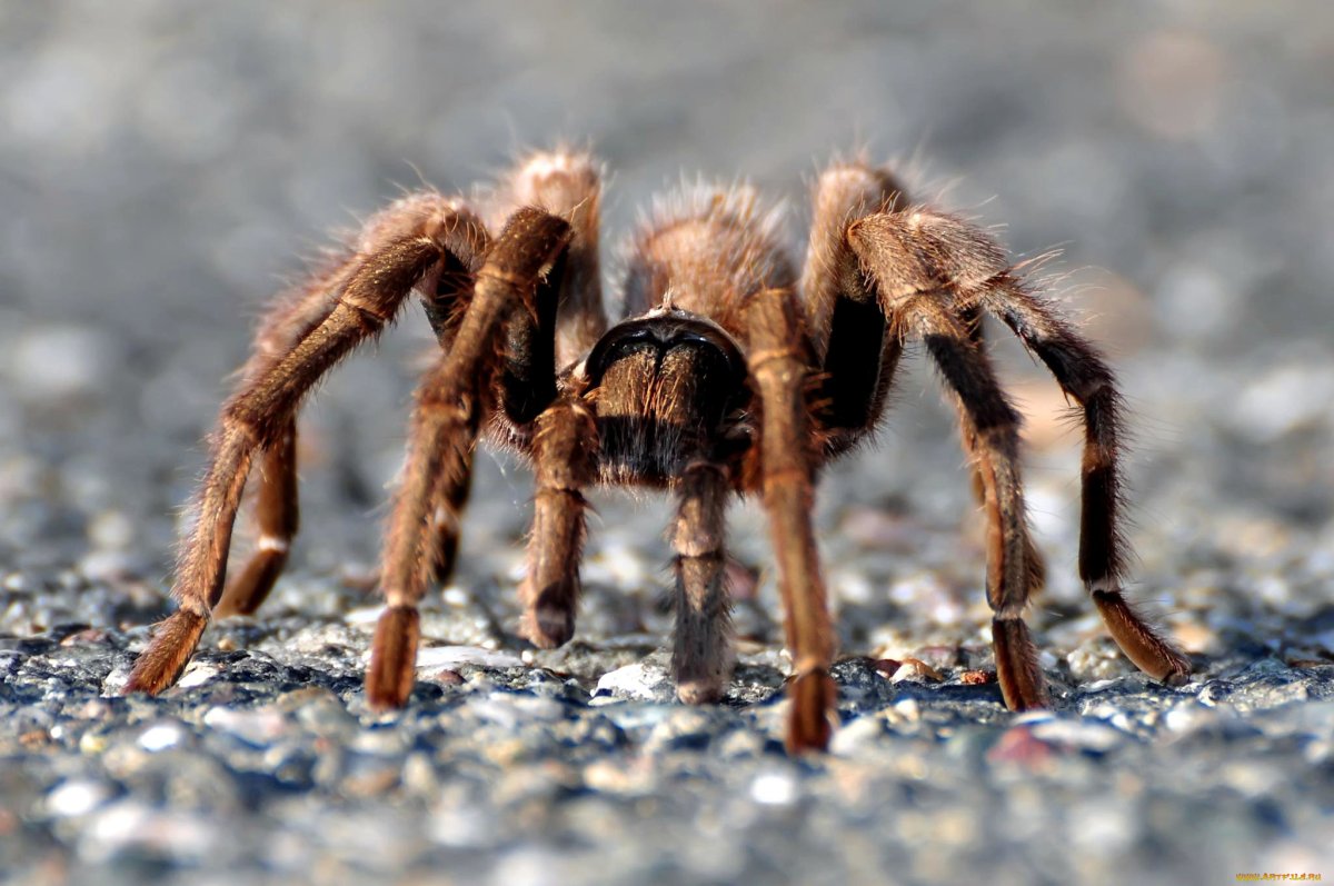 Лапы пауков