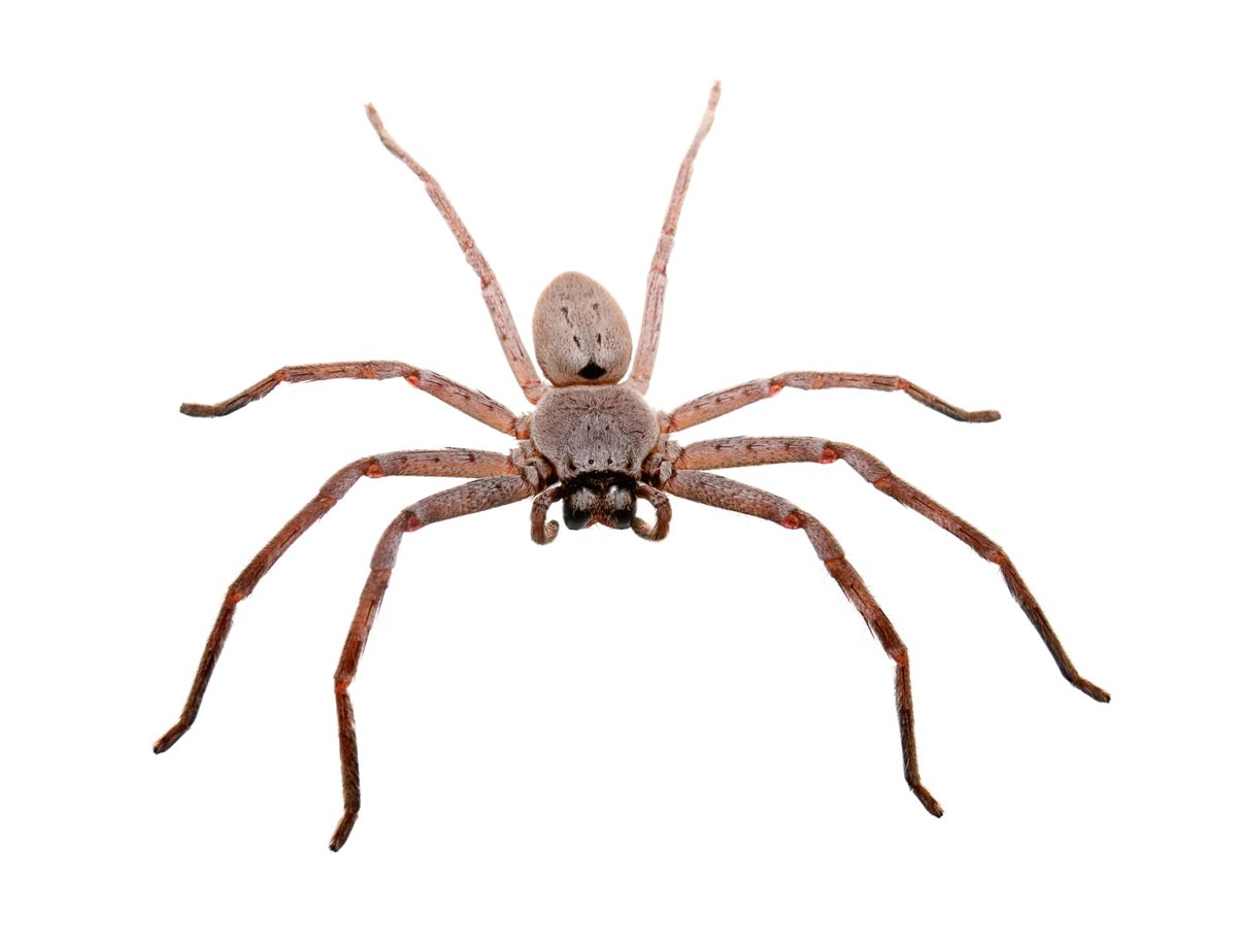 Хантсмен паук