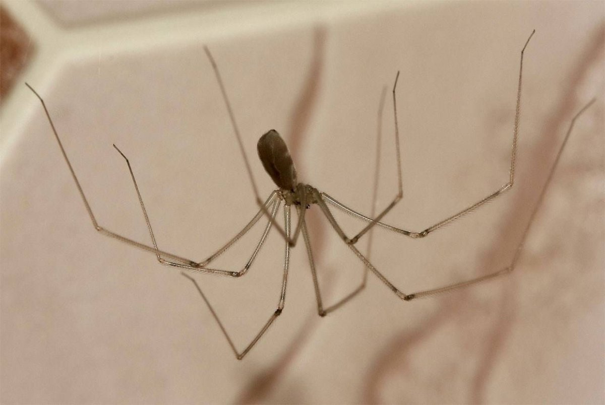 Сенокосец паук ядовит