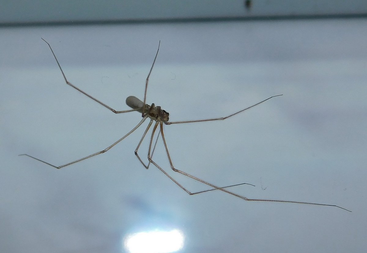 Паук сенокосец домашний