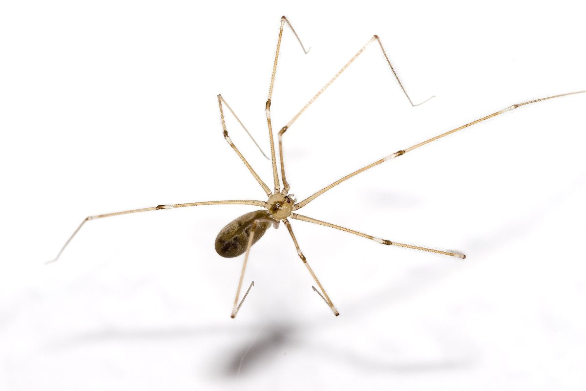 Сенокосцы пауки Pholcus phalangioides