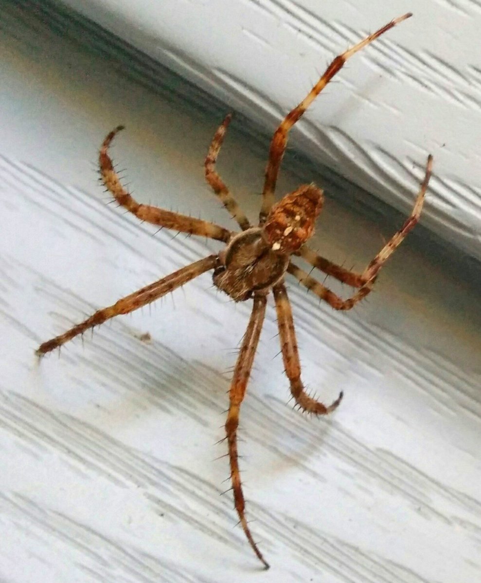 Brown Huntsman паук