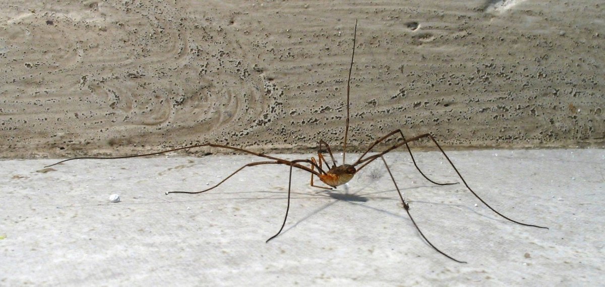 Паук сенокосец большой