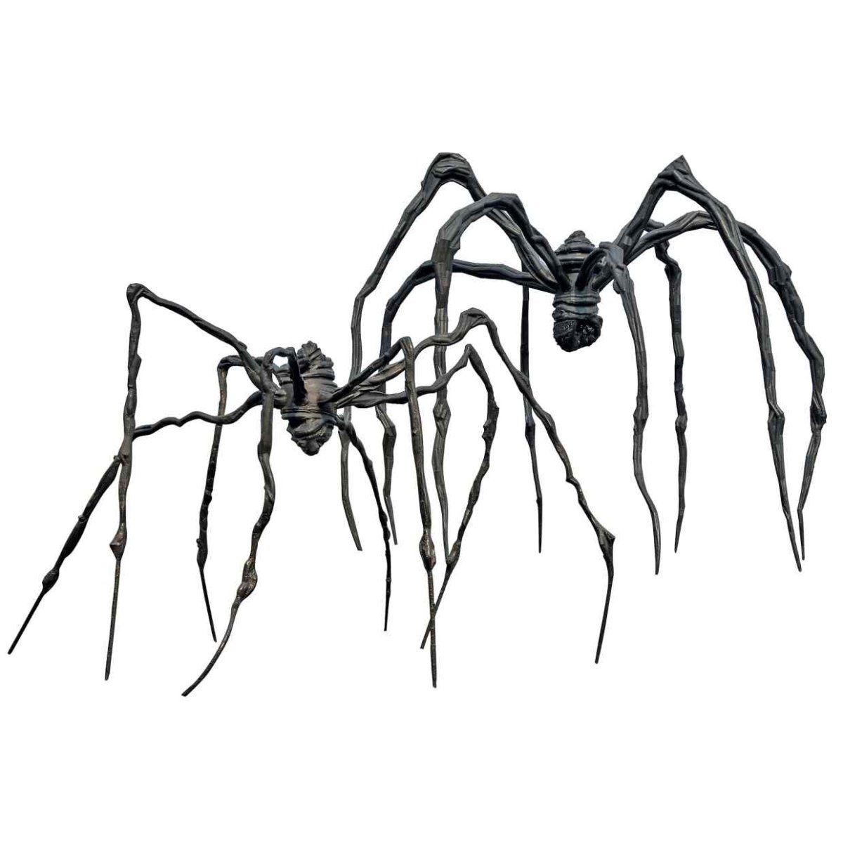 Паук с длинными лапами