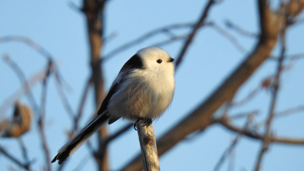 Длиннохвостая синица картинка для детей