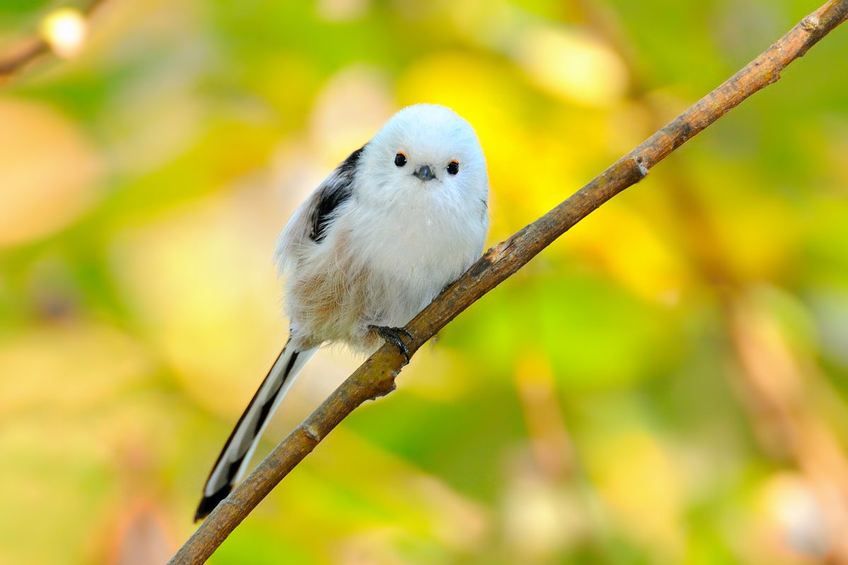 Ополовник пустынный