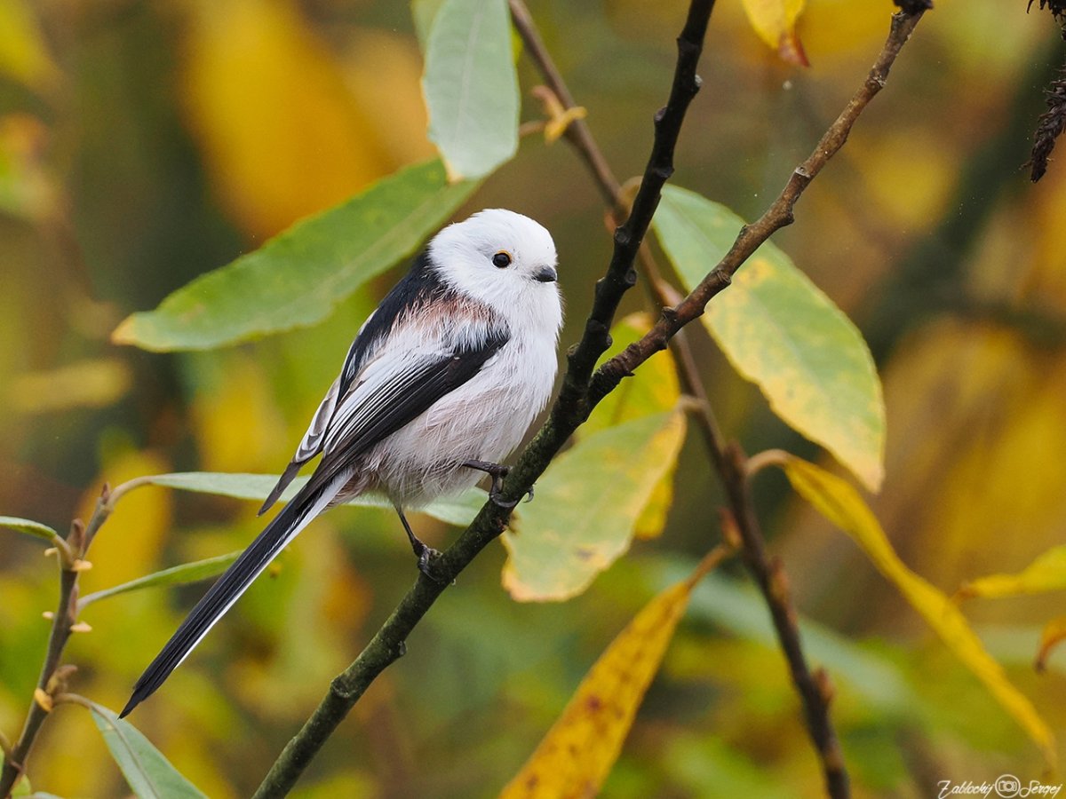 Ополовник птица в Туркменистане