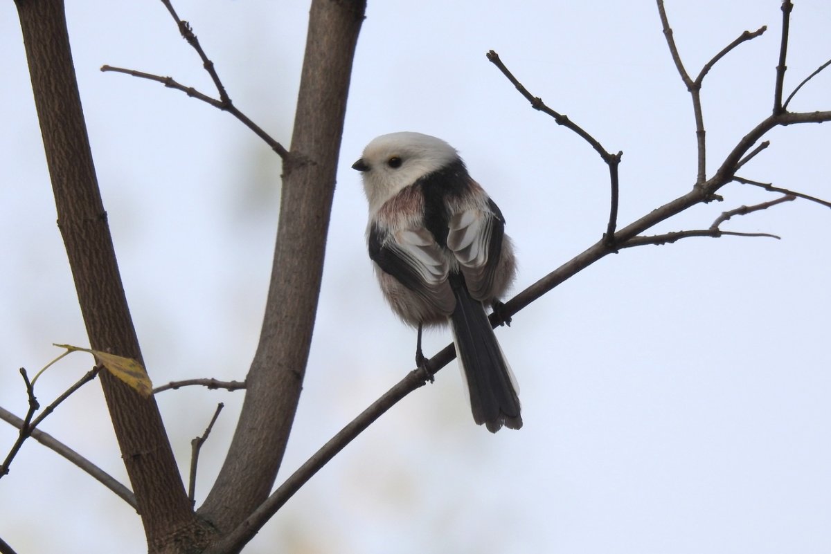 Ополовник сало