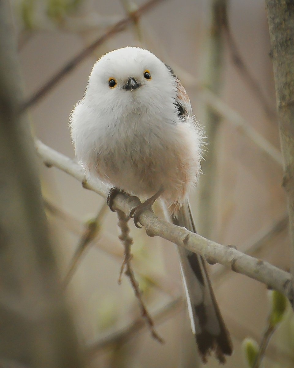Милые и красивые птички
