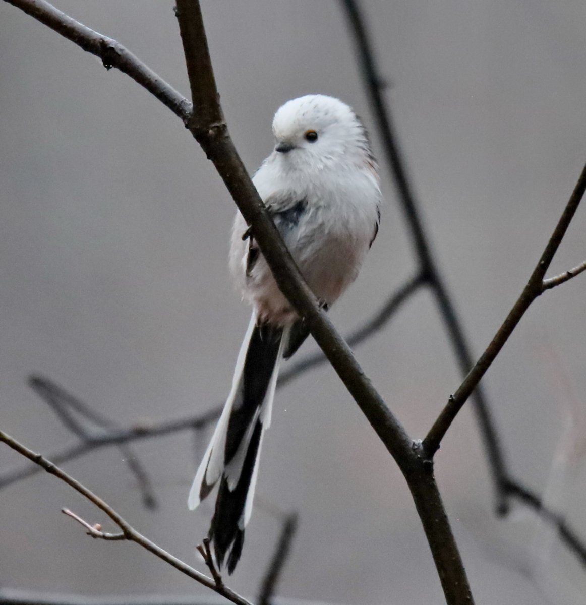 Гнездо длиннохвостой синицы