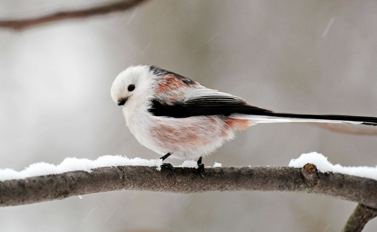 Синица ополовник