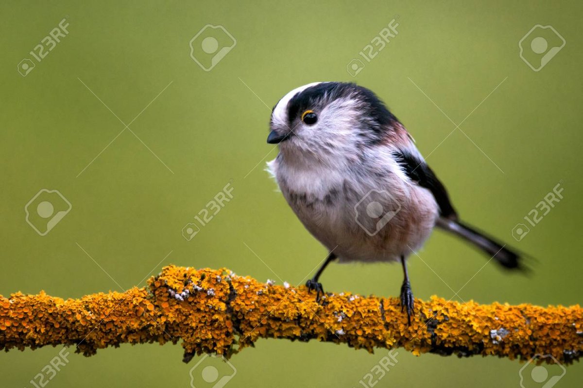 Белая синица длиннохвостая