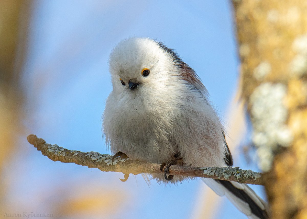 Птица Подмосковья маленькая белая комочек