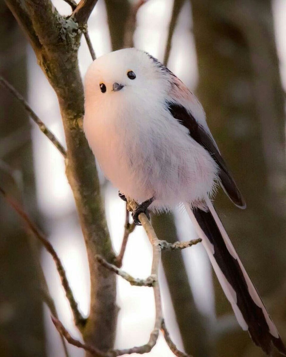 Длиннохвостая синица в Крыму